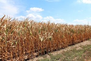 Ein Maisfeld bei Reilingen, das unter der Dürre leidet (Bild: Andrea Schröder-Ritzrau)